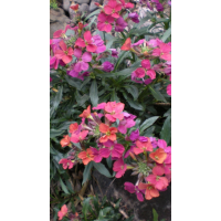 Erysimum'Constant Cheer'