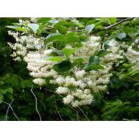 Pterostyrax psilophyllus leveillei 