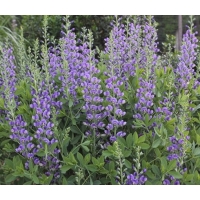 Baptisia'Blueberry Sundae'