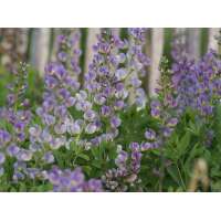 Baptisia'Starlite Prairieblues'