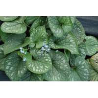 Brunnera macrophylla'Emerald Mist'