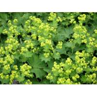 Alchemilla vulgaris