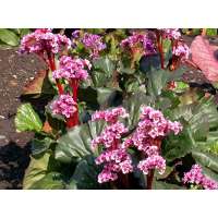 Bergenia'Winterglöd'