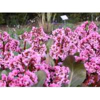 Bergenia'Rosi Klose'