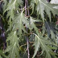 Betula pendula'Crispa' 