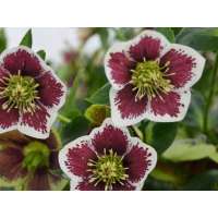 Helleborus'Pretty Ellen Spotted' 