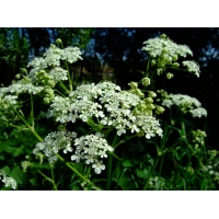 Anthriscus sylvestris 