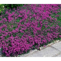 Thymus praecox'Coccineus' 