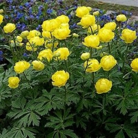 Trollius europaeus