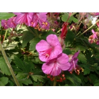 Geranium macrorrhizum