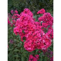 Phlox paniculata'Kirchenfürst'