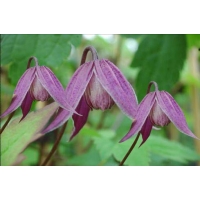 Clematis'Brunette' 