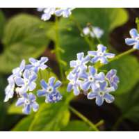 Brunnera macrophylla'Henry's Eyes'