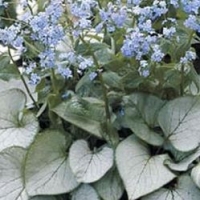 Brunnera macrophylla'Looking Glass'