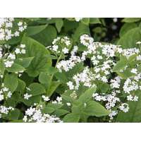 Brunnera macrophylla'Betty Bowring'