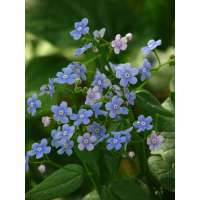 Brunnera sibirica