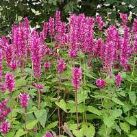 Agastache'Danish Delight'