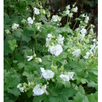 Geranium macrorrhizum'White Ness'