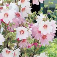 Lavatera'Barnsley Baby'