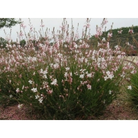 Gaura lindheimeri