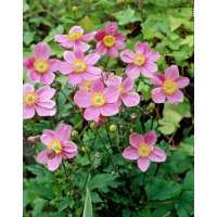 Anemone hupehensis'September Charm'