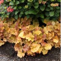 Heuchera'Northern Exposure Amber'