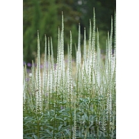 Veronicastrum virginicum'Diana'