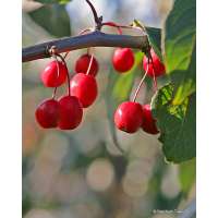 Malus'Donald Wyman' 