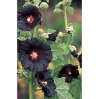 Alcea rosea'Black Night'