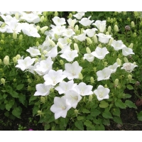 Campanula carpatica'Weisse Clips'