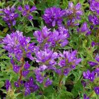 Campanula glomerata'Acaulis'