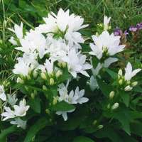 Campanula glomerata'Alba'