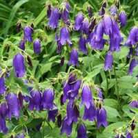 Campanula'Kent Belle'