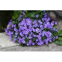 Campanula portenschlagiana'Resholt Variety'