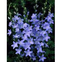 Campanula pyramidalis