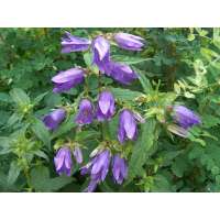 Campanula trachelium