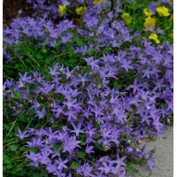 Campanula porscharskyana 