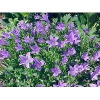 Campanula poscharskyana'Stella'