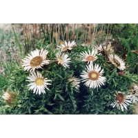 Carlina acaulis ssp simplex