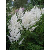 Astilbe arendsii'Diamant'