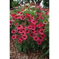 Echinacea'Glowing Dream'