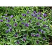 Centaurea montana