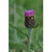 Centaurea nigra