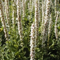 Verbascum chaixii'Album'