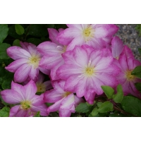 Clematis'Asao' 