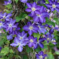 Clematis'Stefan Franczak' 