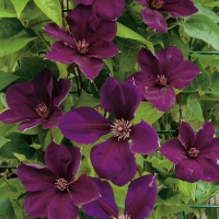 Clematis'Gipsy Queen' 