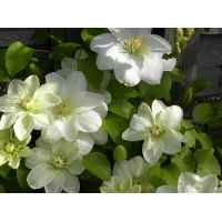 Clematis'Guernsey Cream' 