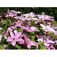 Clematis'Hagley Hybrid' 