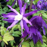 Clematis'Jan Lindmark' 